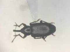 Notaris aethiops thumbnail 1