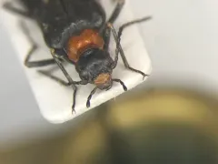 Nematoplus collaris thumbnail 1