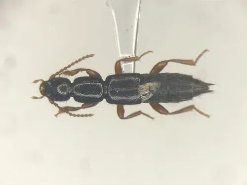 Lathrobium washingtoni