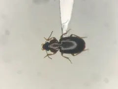 Adjoining Harp Ground Beetle thumbnail 3