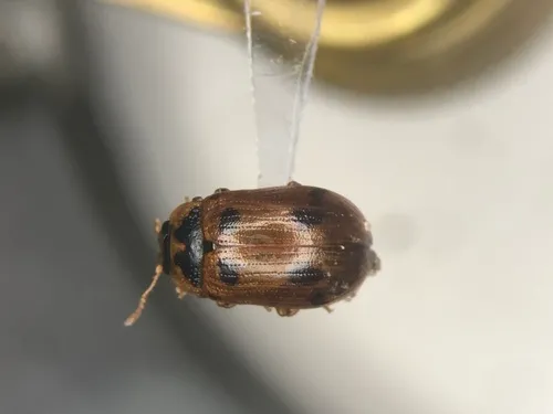 American Aspen Beetle