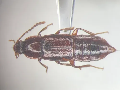 Crenate Ocellate Rove Beetle