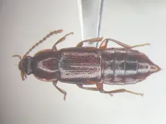 Crenate Ocellate Rove Beetle thumbnail 1