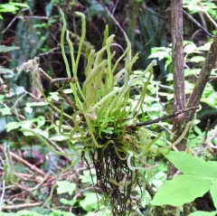 Exobasidium parvifolii thumbnail 2