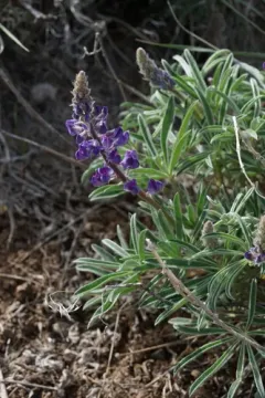 Nevada lupine thumbnail 3
