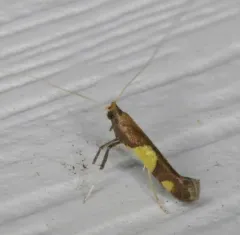 Maple Caloptilia Moth thumbnail 2