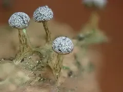 Diderma tigrinum thumbnail 2