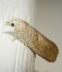 Eucosma sombreana thumbnail 2