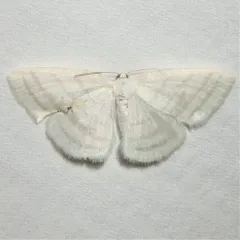 Four-lined Cream Moth thumbnail 3