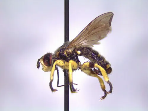 Dalmannia picta