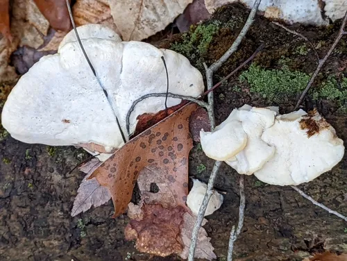 Tyromyces galactinus
