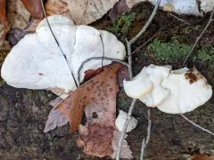 Tyromyces galactinus thumbnail 1