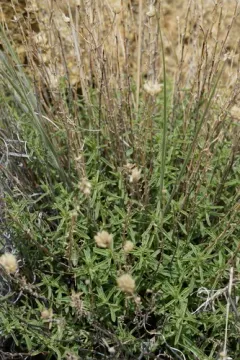 Monardella angustifolia thumbnail 2