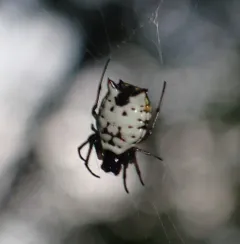 White Micrathena thumbnail 2