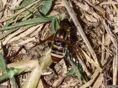Hemipenthes inops thumbnail 4