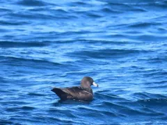 Flesh-footed Shearwater thumbnail 4