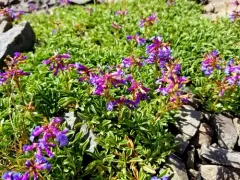 Wallowa Beardtongue thumbnail 4