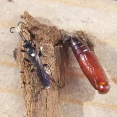 Vulgichneumon brevicinctor thumbnail 3