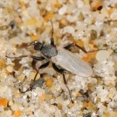 Chersodromia inusitata thumbnail 3
