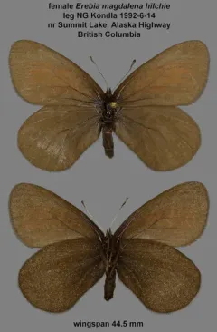 Magdalena Alpine thumbnail 2