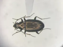 Bembidion punctatostriatum thumbnail 1