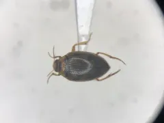 Haliplus cribrarius thumbnail 2