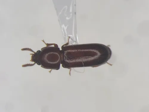 Overlooked Darkling Beetle