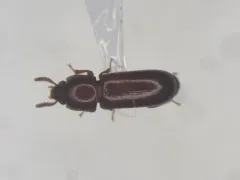 Overlooked Darkling Beetle thumbnail 1