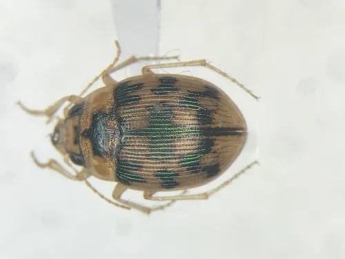 Mosaic Round Sand Beetle