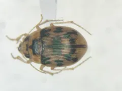Mosaic Round Sand Beetle thumbnail 1