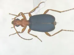 American Bombardier Beetle thumbnail 1