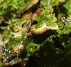Lignydium muscorum thumbnail 3