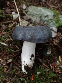 Russula redolens thumbnail 3