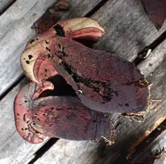 Boletus rubroflammeus thumbnail 4