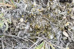 Pincushion Shadow Lichen thumbnail 2