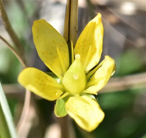Marsh Saxifrage