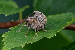 Hazelnut Weevil thumbnail 2