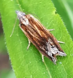 Beautiful Eucosma Moth thumbnail 2