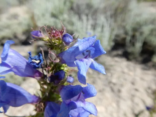 Lemhi Beardtongue