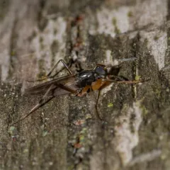 Tachypeza fenestrata thumbnail 2