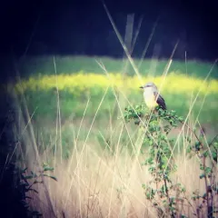 Western Kingbird thumbnail 2