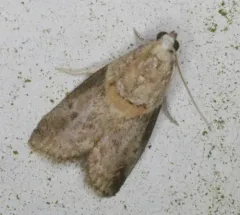 Pecan Leaf Casebearer Moth thumbnail 3