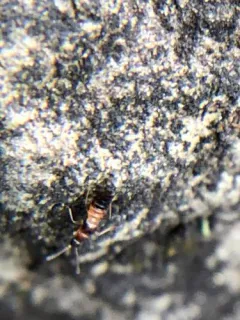 Meronera venustula thumbnail 1