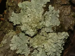 Reticulate Shield thumbnail 2