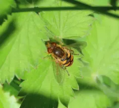 Unadorned Bog Fly thumbnail 2