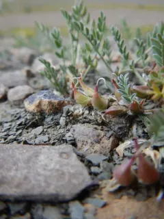Shultz's Milkvetch thumbnail 3