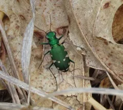 Northern Barrens Tiger Beetle thumbnail 2