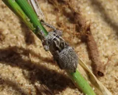 Habronattus cognatus thumbnail 3