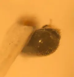 Pseudopityophthorus minutissimus thumbnail 2