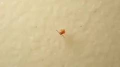Stenacidia violacea thumbnail 4